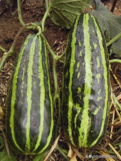 10种消失的野果,农村消失的水果