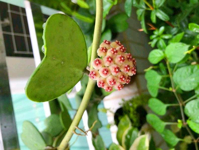 喜阴最好养的10种花,杜鹃花喜阴还是喜散光