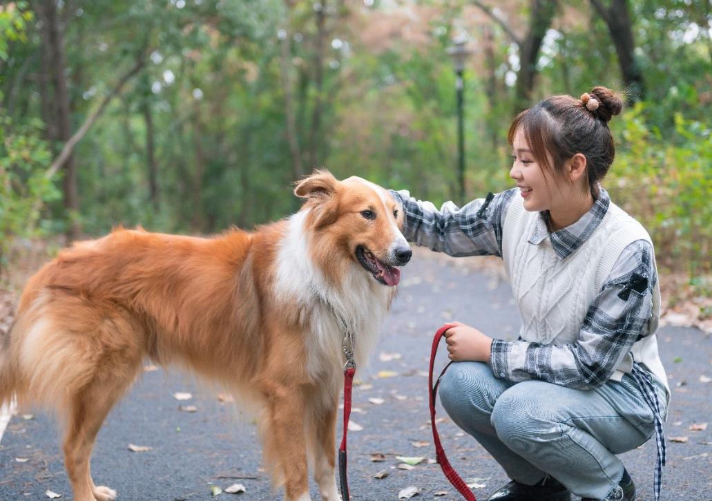 新手养哪种宠物狗比较好养,养狗首选这3种狗既便宜又好养