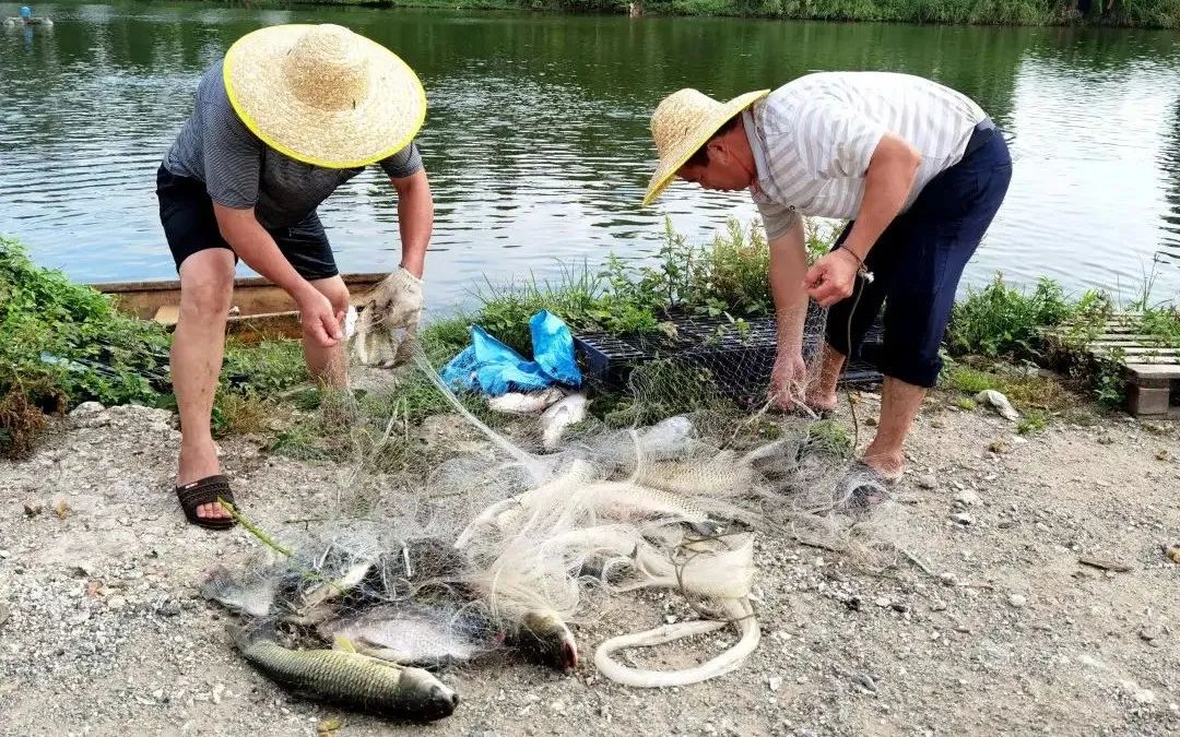 鱼塘消毒用什么成本低,鱼塘消毒用什么比较好