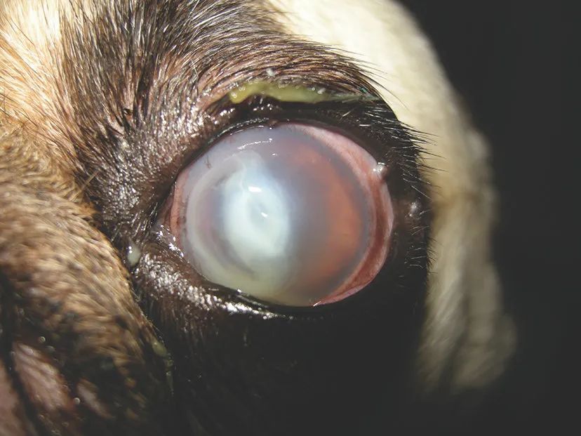 猫咪惰性角膜溃疡,犬角膜溃疡导致的原因