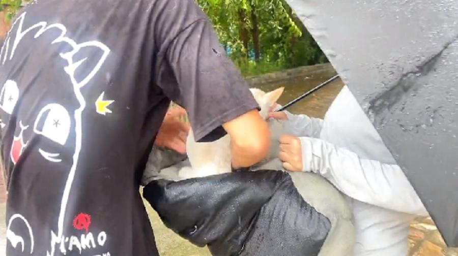 十余年的陪伴，却在台风天里被抛弃，狗狗在求助人怀里无助哀求着