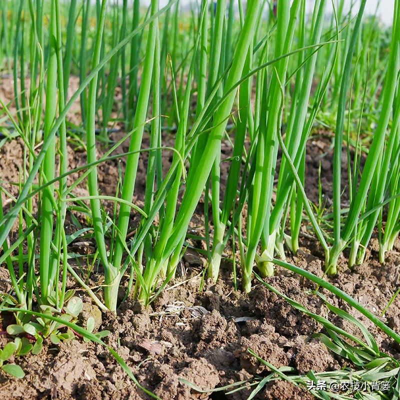 小香葱种植时间和方法视频,小香葱的种植方法和时间