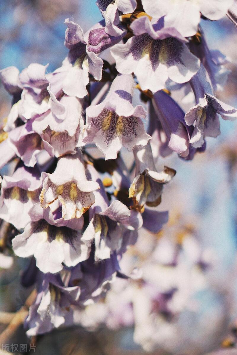 花事旖旎,关于年华最唯美的古诗