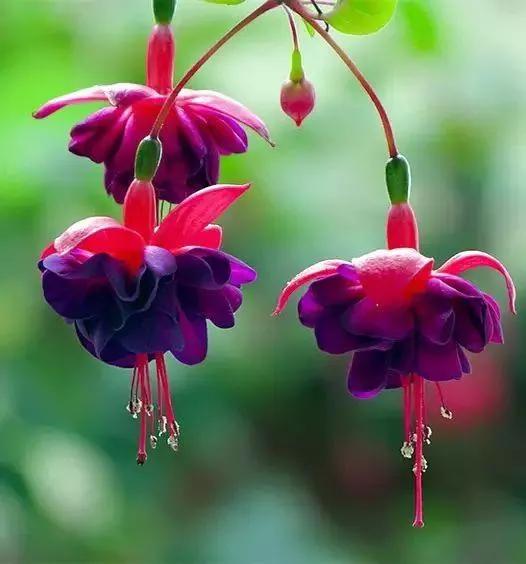 美丽的花倒挂金钟,美丽的倒挂金钟花图片