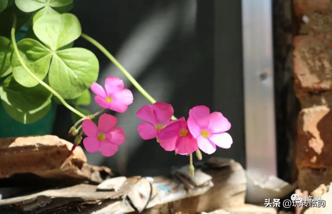 我家的电视突然看不了直播了,我家的电视遥控器在哪里