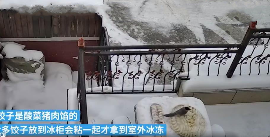东北室外冻饺子被喜鹊叼走原视频,室外冻饺子被喜鹊叼走