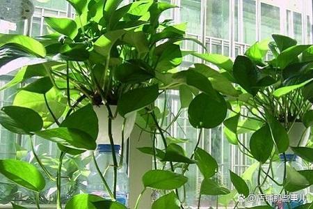 绿萝养了一年了还没长,绿萝养了一年没长怎么办