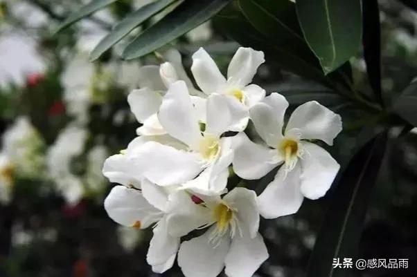 九十九朵美丽的国花送给你