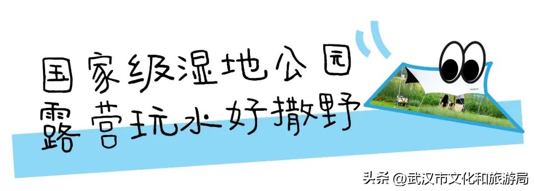 万亩野生古茶园,武汉野生森林