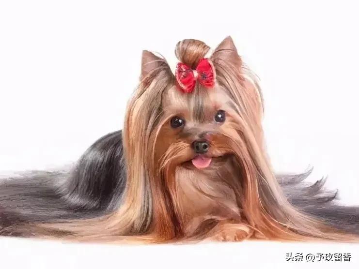 宠物狗应该怎么养详细介绍科普,宠物狗喂养及训练方法有哪些