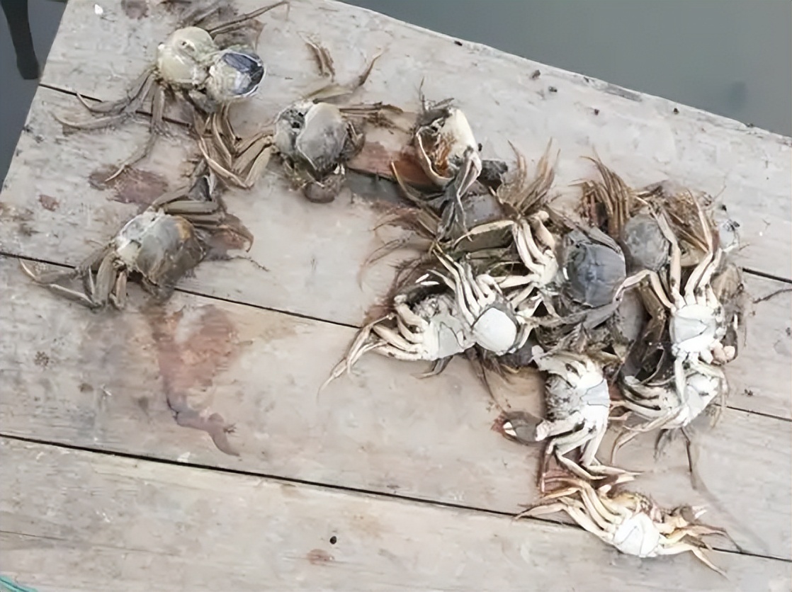 死螃蟹放冰箱7天能吃吗,死螃蟹高温处理能吃吗