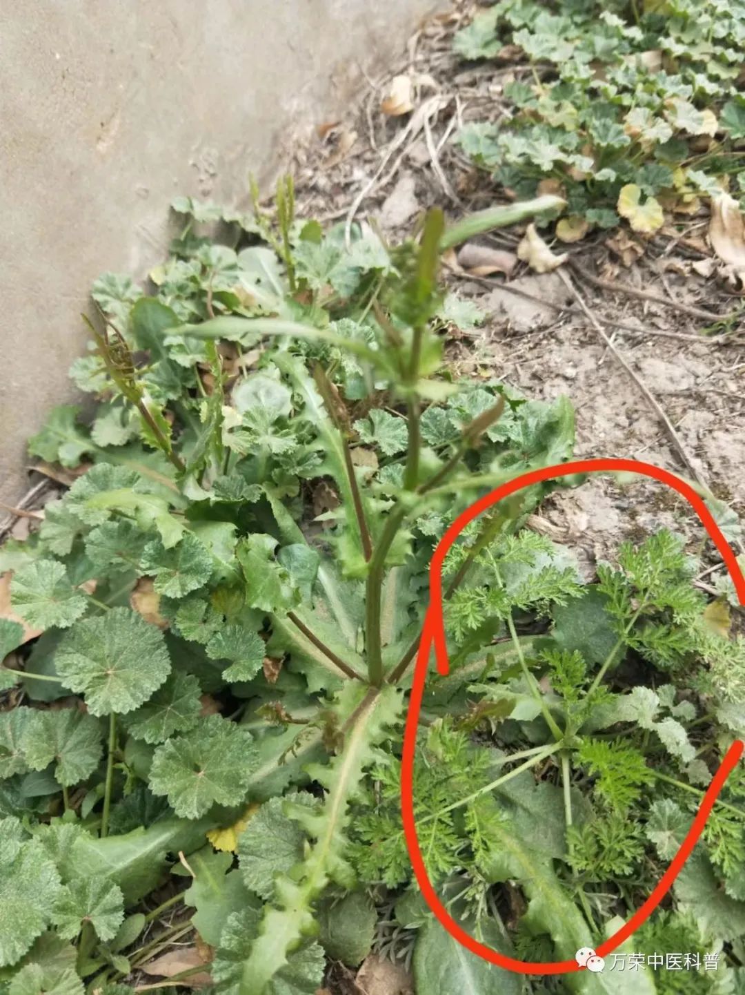 植物幼苗的发展过程详细,植物的幼苗在生长过程中