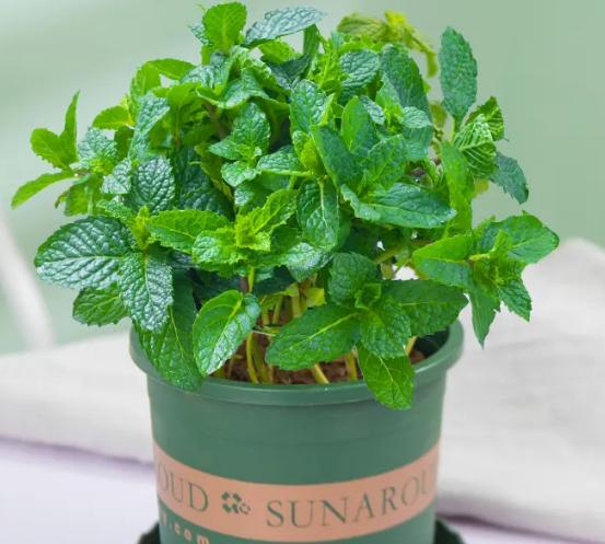 家居摆同一种花最好摆放几盆,摆在客厅的4种花