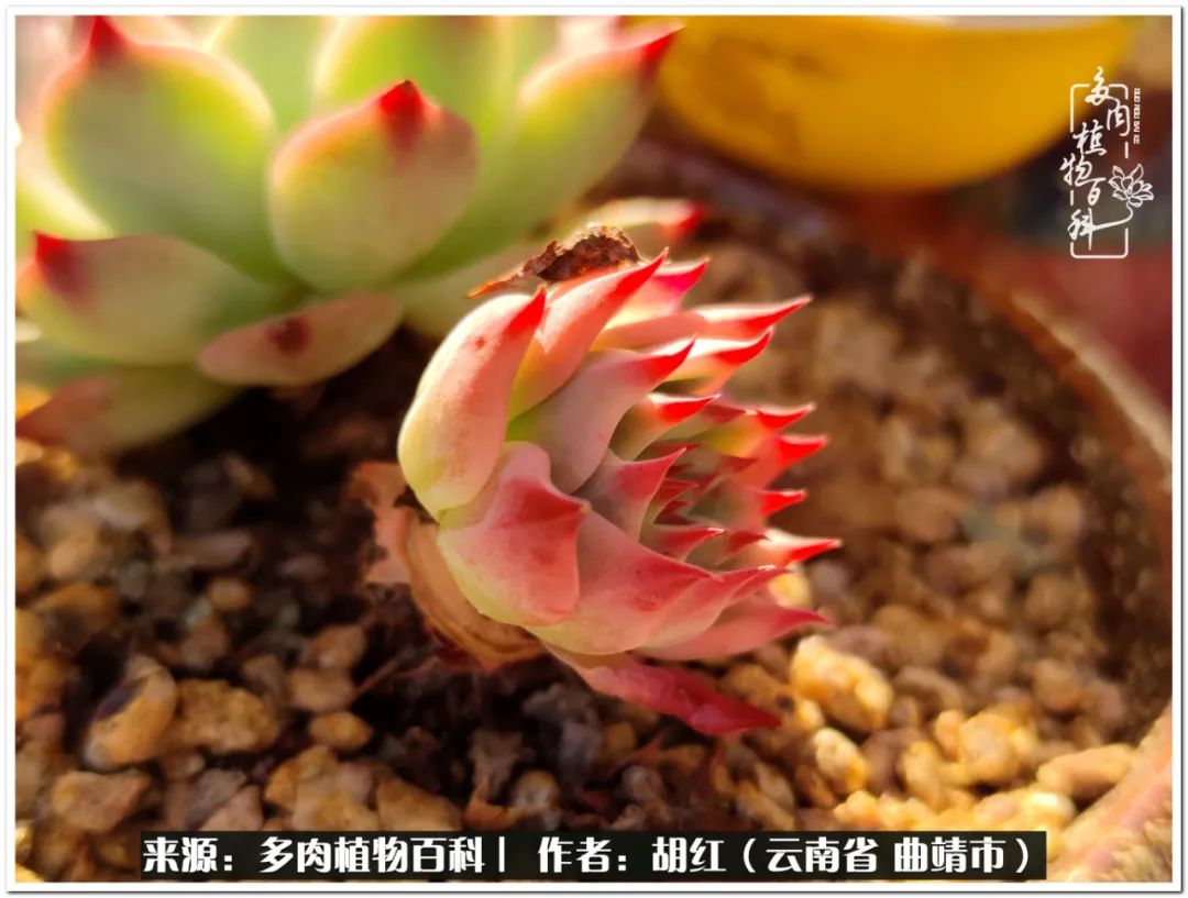 多肉植物里的糖,多肉生活的调味剂