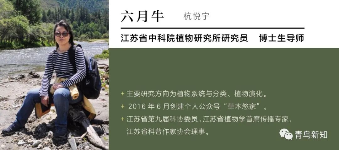 道仙草｜水瓜的“水分”