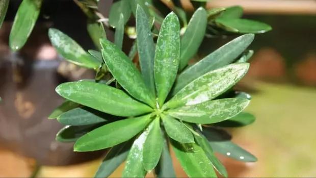 罗汉稀有品种,罗汉鱼寿命