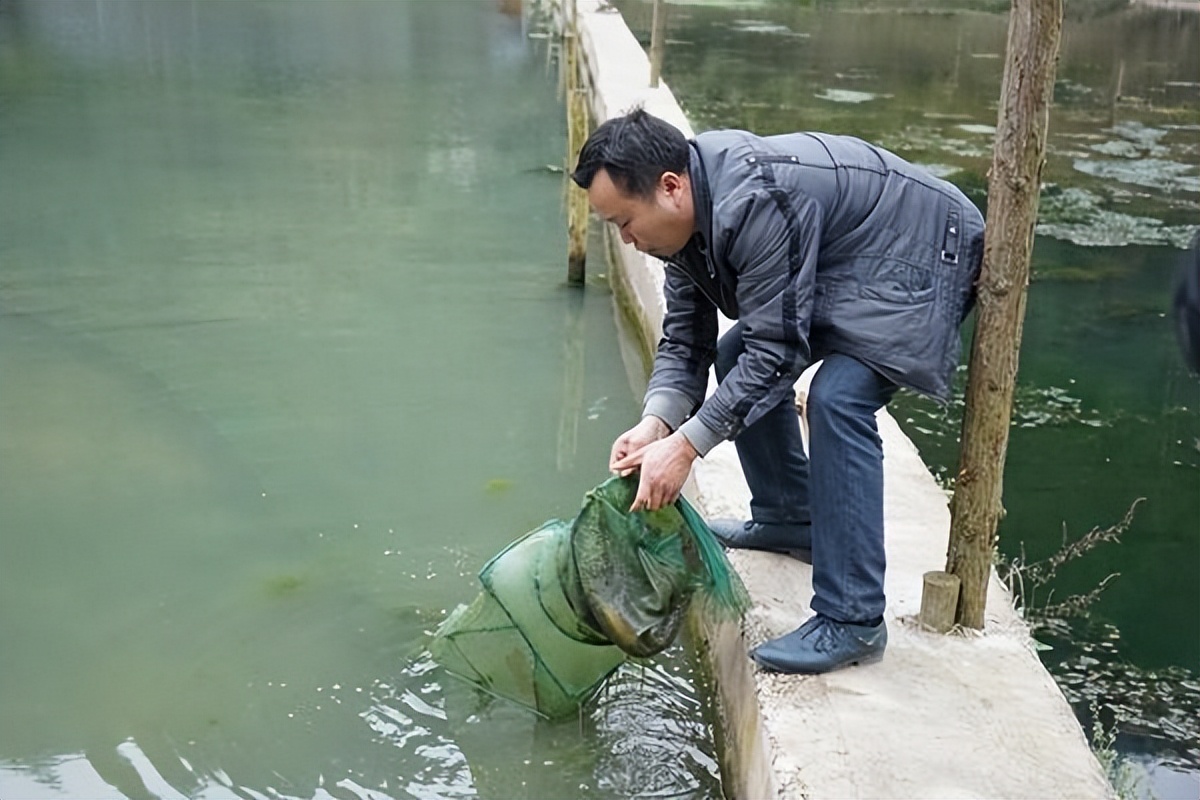 泥鳅水花常见病害及解决方法,泥鳅黄鳝的养殖技术和病害
