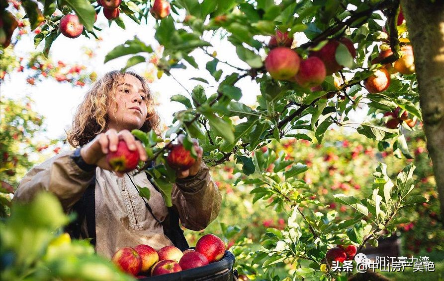 阳江富力湾周边配套如何,阳江富力湾项目介绍