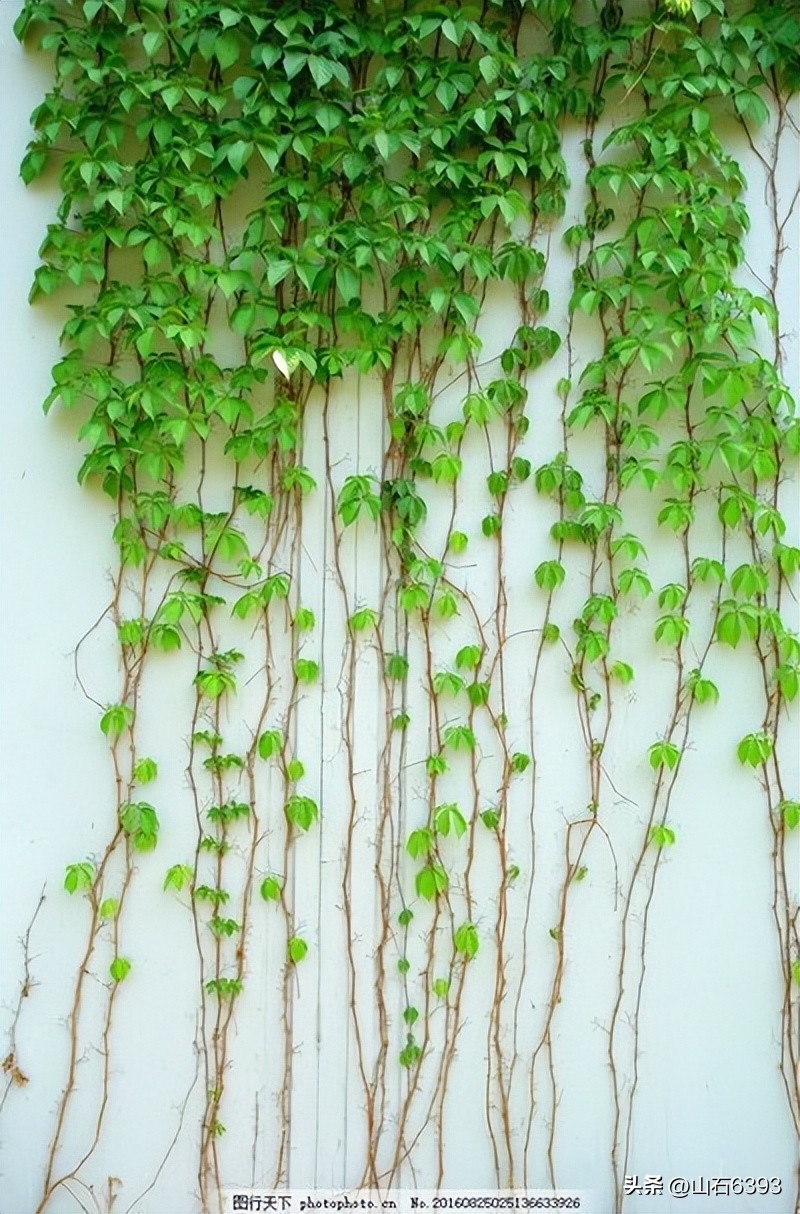 【战友美文】于天松：《爬山虎》（诗）——寓意极丰富哈