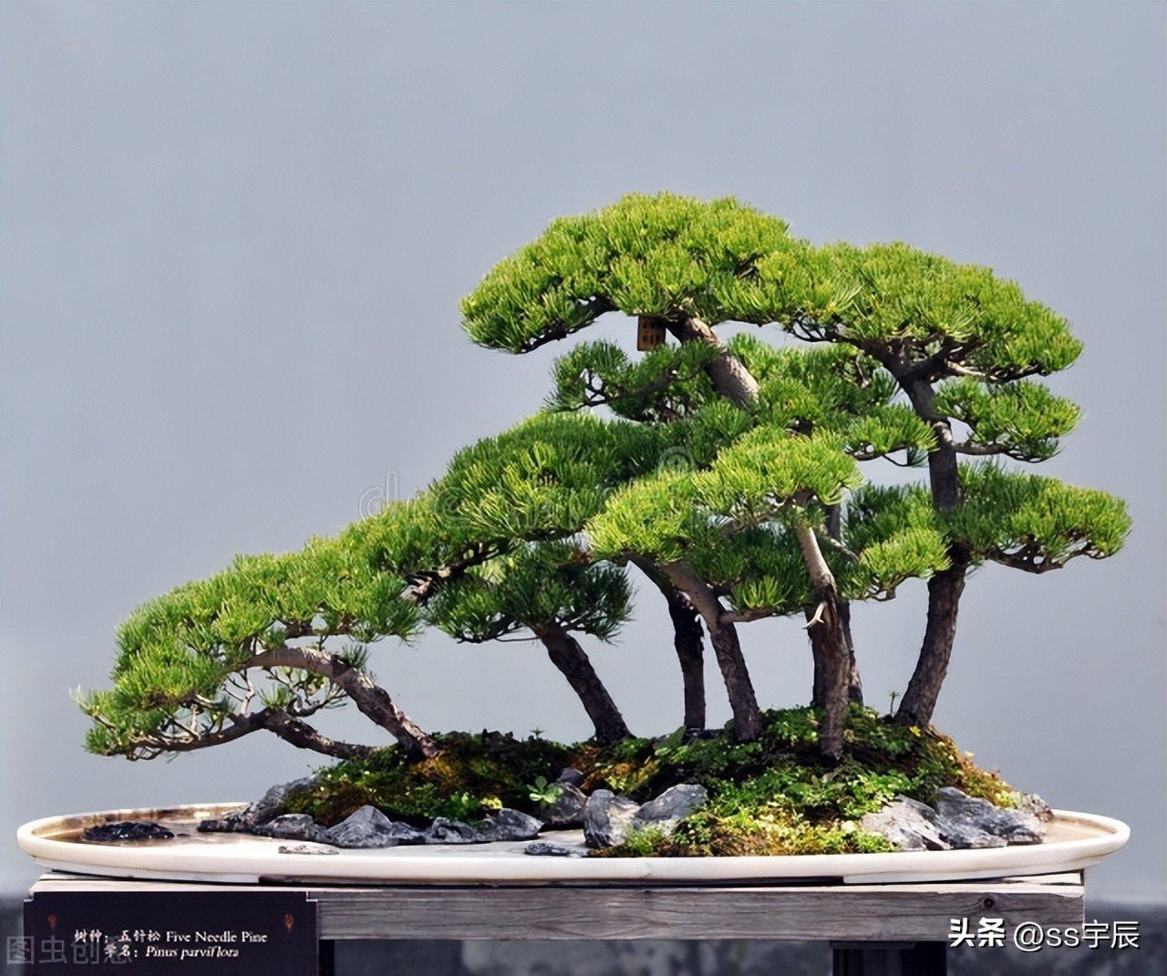 盆景松树室内注意事项,盆景松树需要绿苔