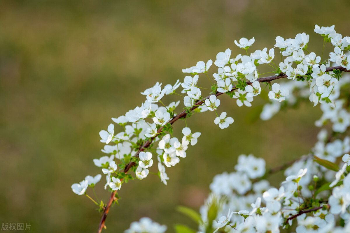 散文芳菲四月,四月芳菲尽的唯美散文诗