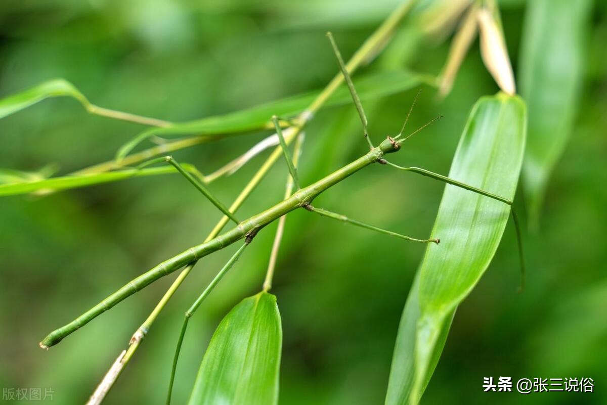 2023年几月几日入伏三伏共多少天,2023年三伏是几号到几号