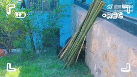 丫丫最新视频报道出来了吗,丫丫最新视频在线观看