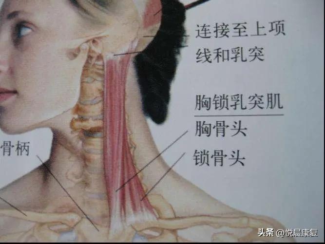 副神经的解剖功能,副神经解剖