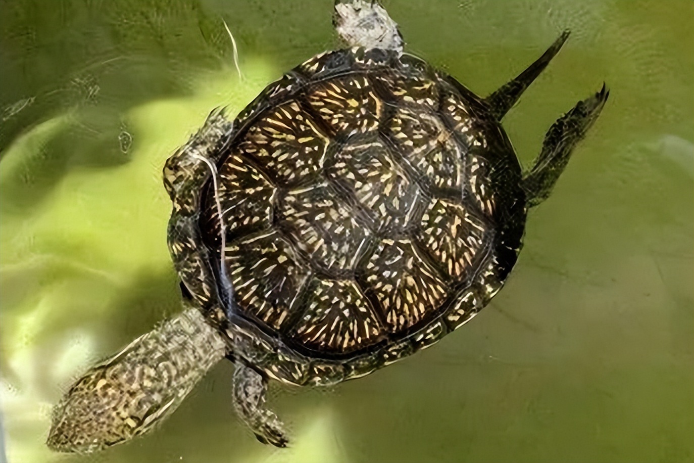 欧泽龟养殖技术和注意事项,黄缘闭壳龟和欧泽龟哪个寿命长