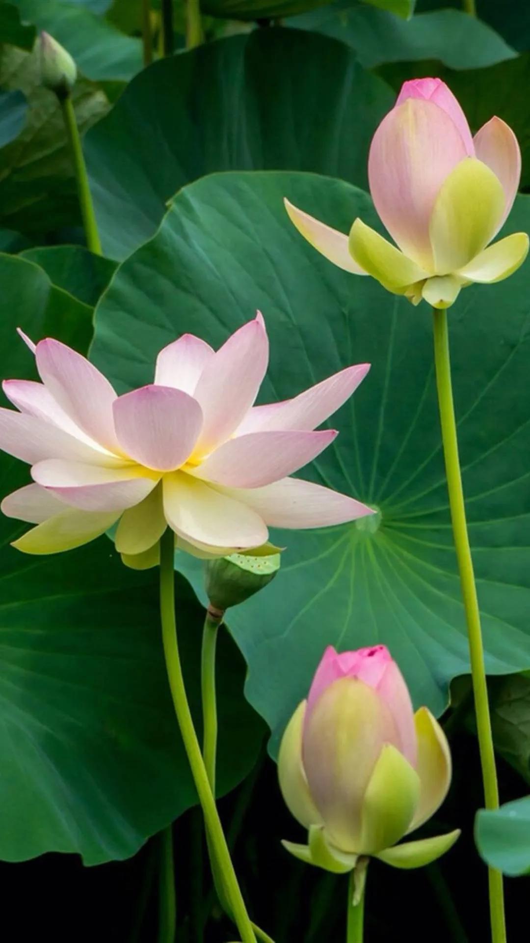 春树的人生格言书籍,人生书籍里的经典语录大全