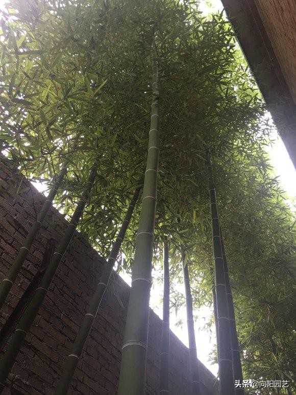 庭院种植竹子禁忌有哪些,庭院种植竹子要注意什么