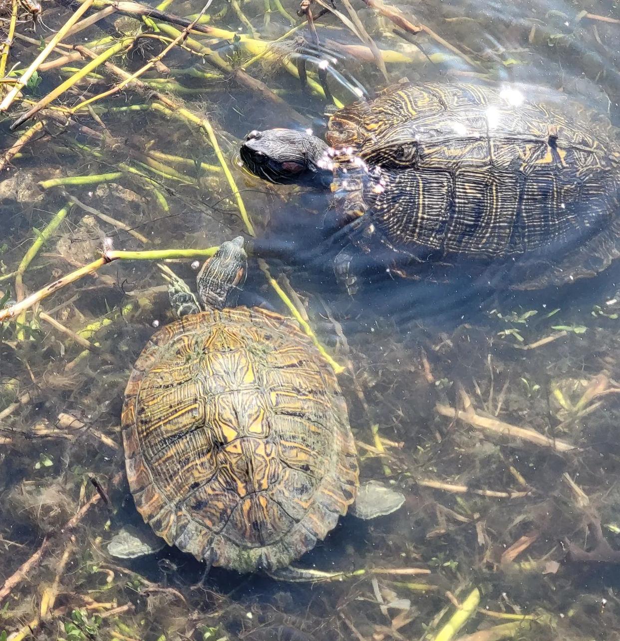 巴西龟冬天该怎么养,冬天巴西龟怎么养