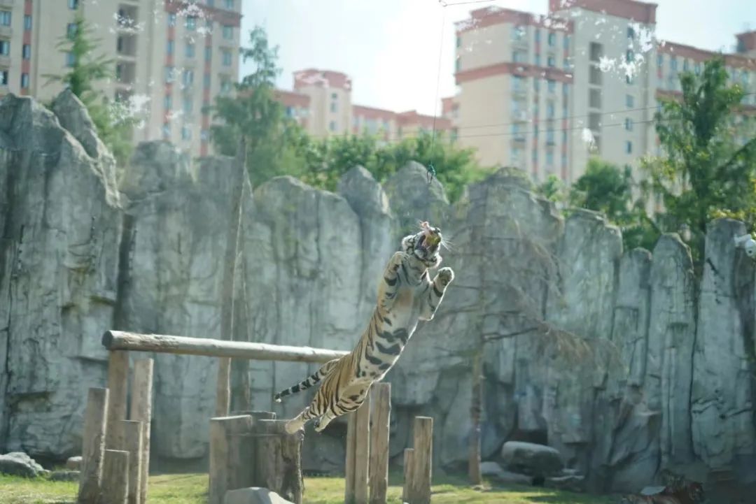 一月份去上海野生动物园和海洋馆,十一带大家去上海野生动物园玩