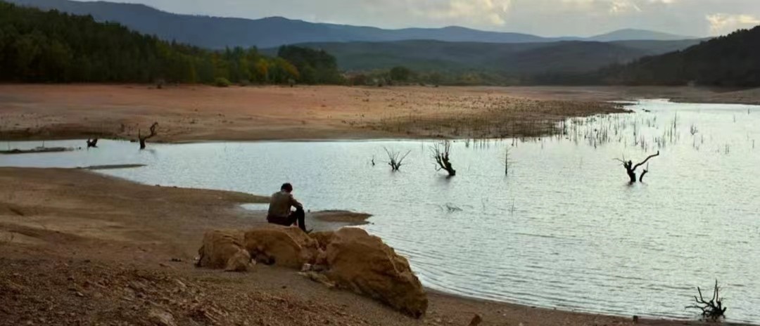野梨树完整版免费观看,关于野梨树的电影