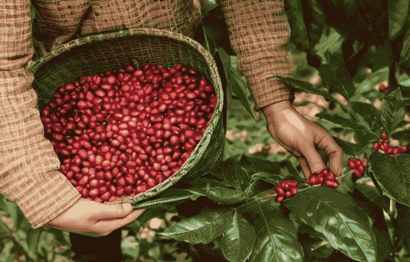 云南咖啡味道独特的原因,云南咖啡炽热又冷冽