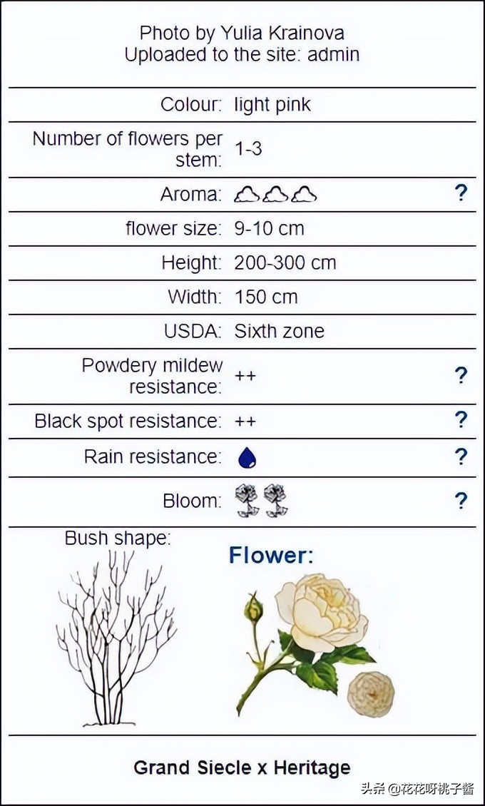 花期特别短暂开放好看的粉色月季,粉色可爱融化你的少女心月季