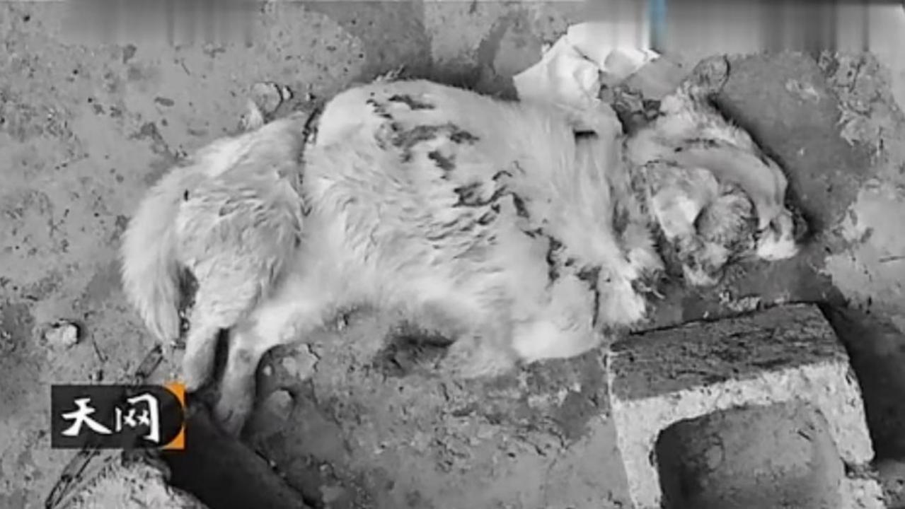 不敢再看的*案惨**：一群毫无人性的渣滓，折磨新婚夫妇长达八小时！