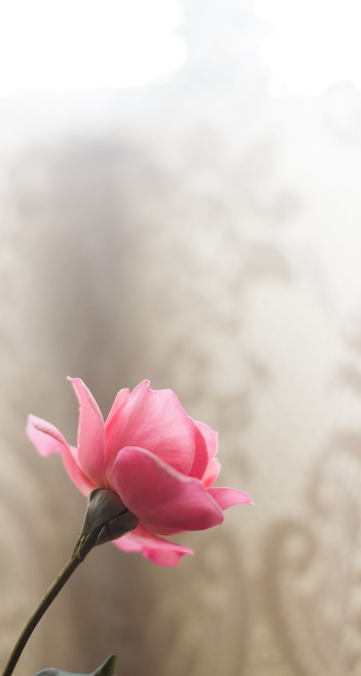 浅色壁纸高清图片花,超仙闺蜜壁纸动漫紫色和粉色