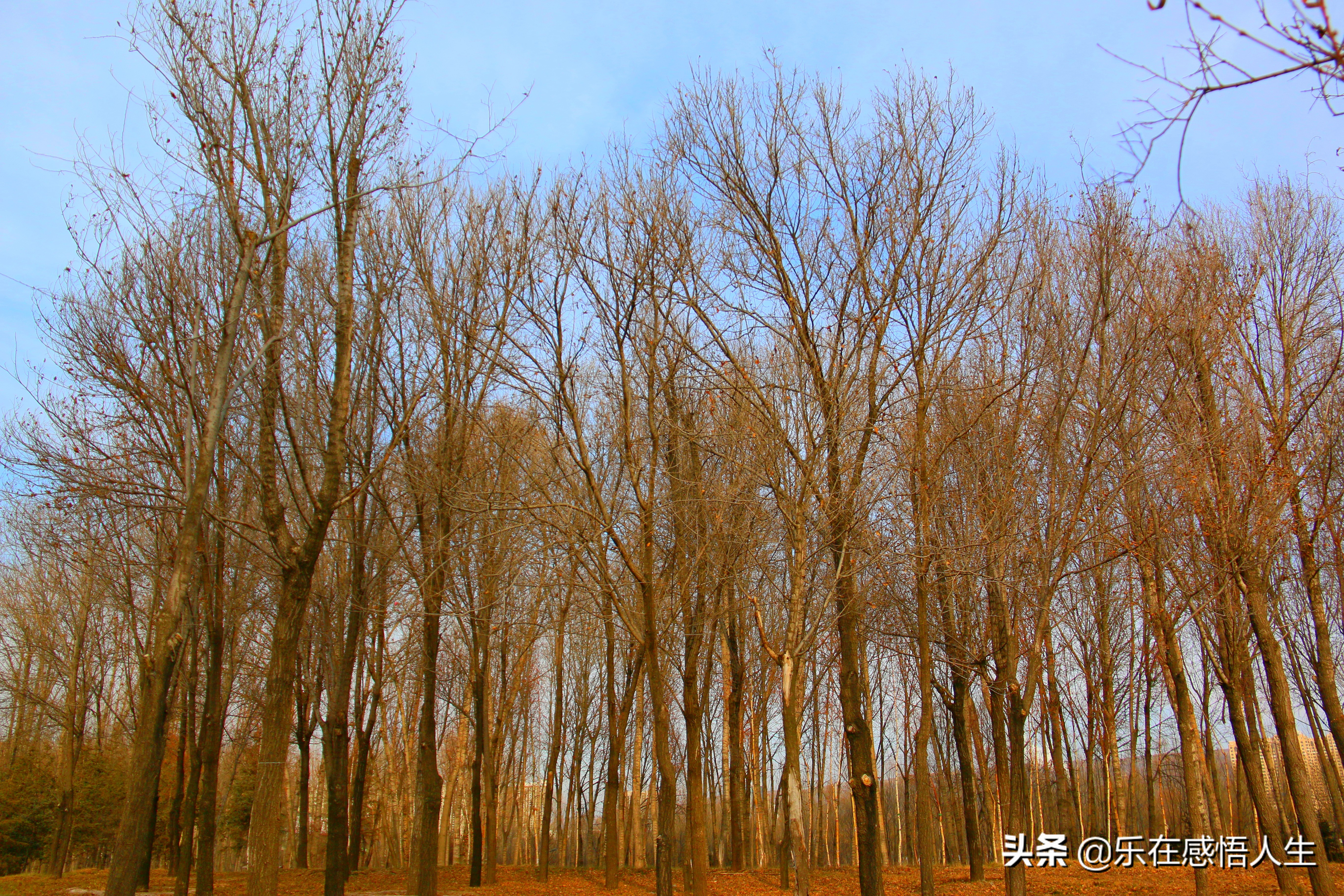 你以为北方的冬天是这样的,北方的冬季就是这样的