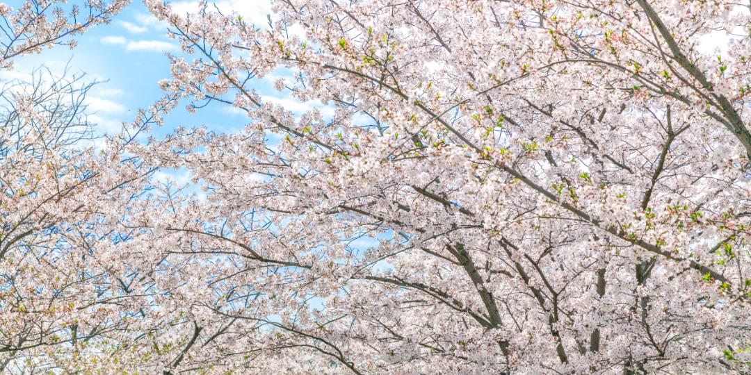 实用全上海532家公园攻略速速收藏,上海攻略必去的公园