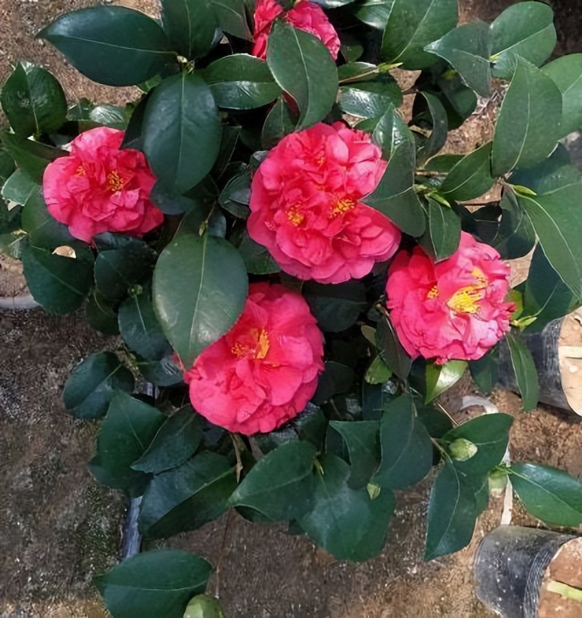 此花花色繁多有淡香味易养易成活,此花气味芬芳生命力顽强