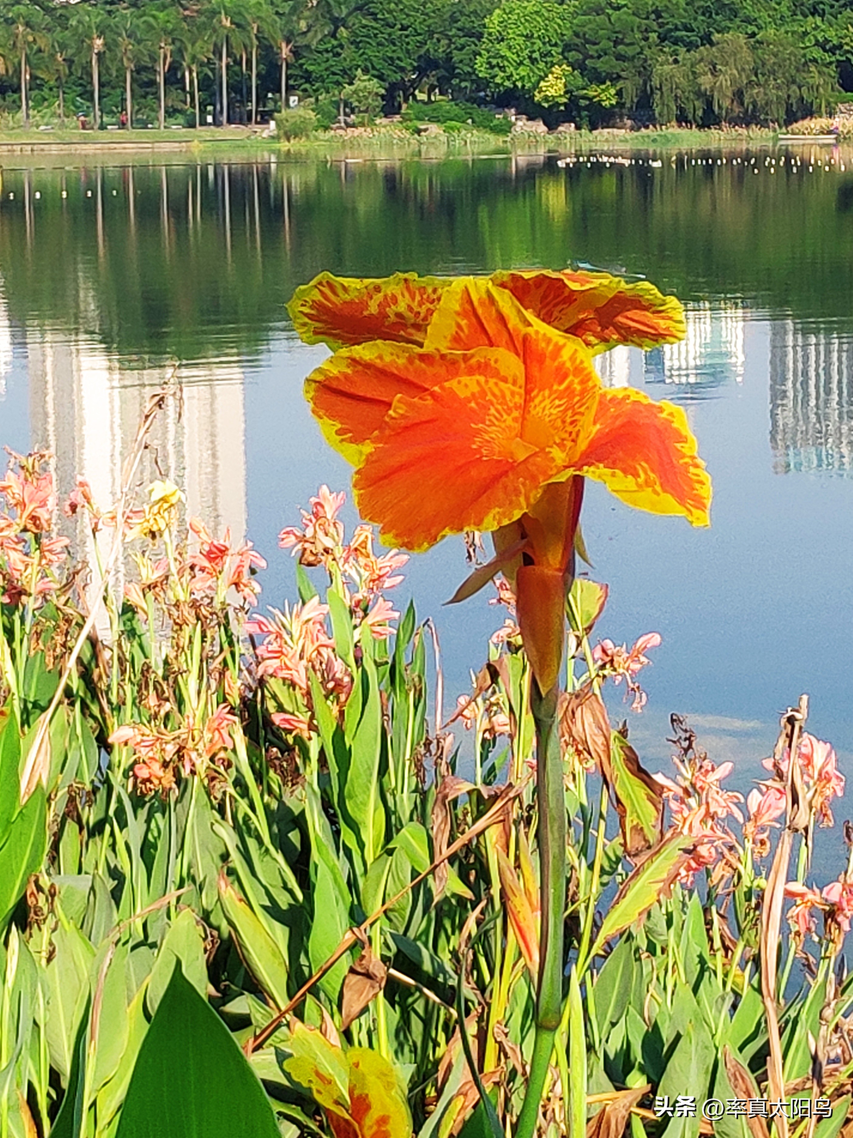 秋水之韵文章,秋水之韵抖音