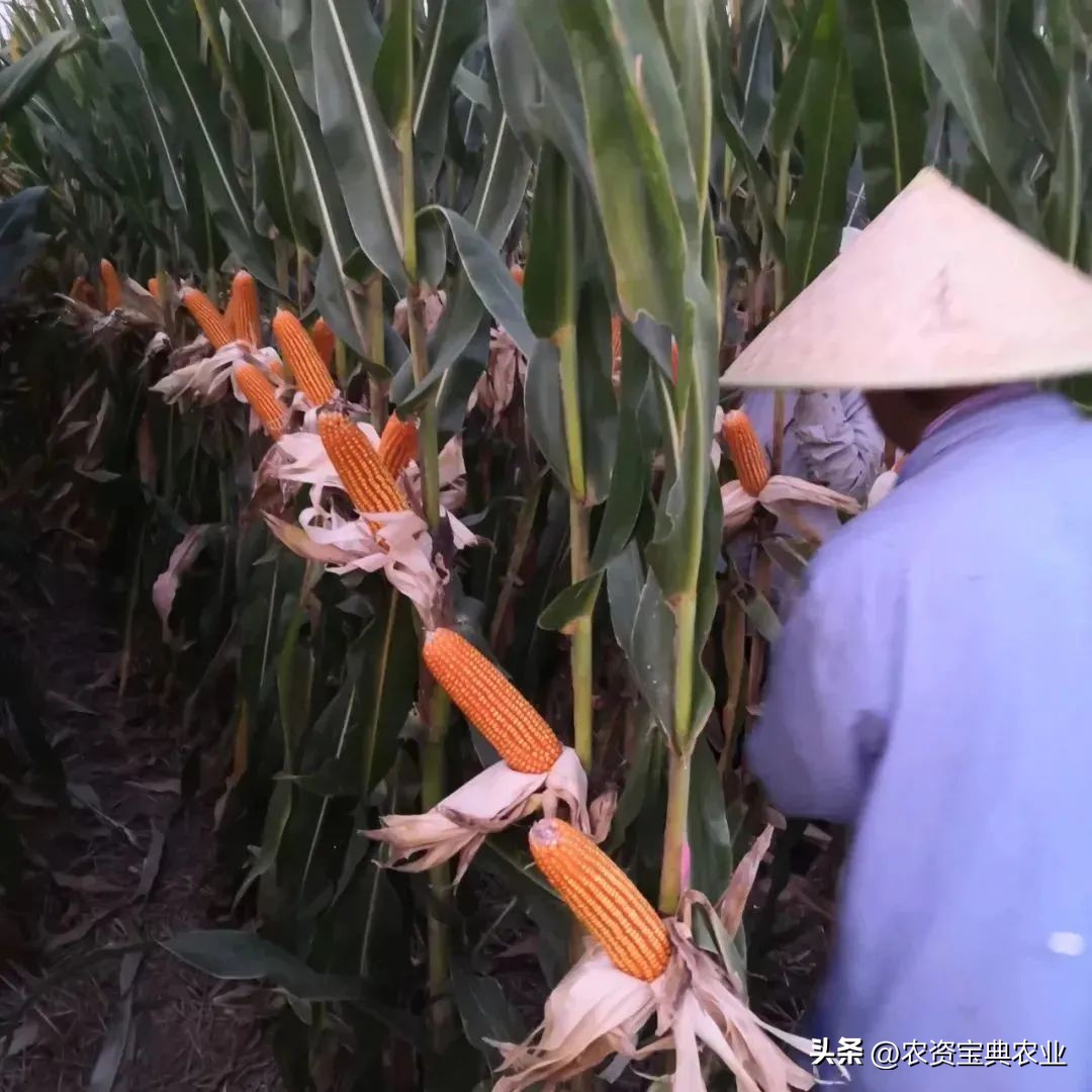 黄金棒819玉米种介绍,玉米种黄金棒918