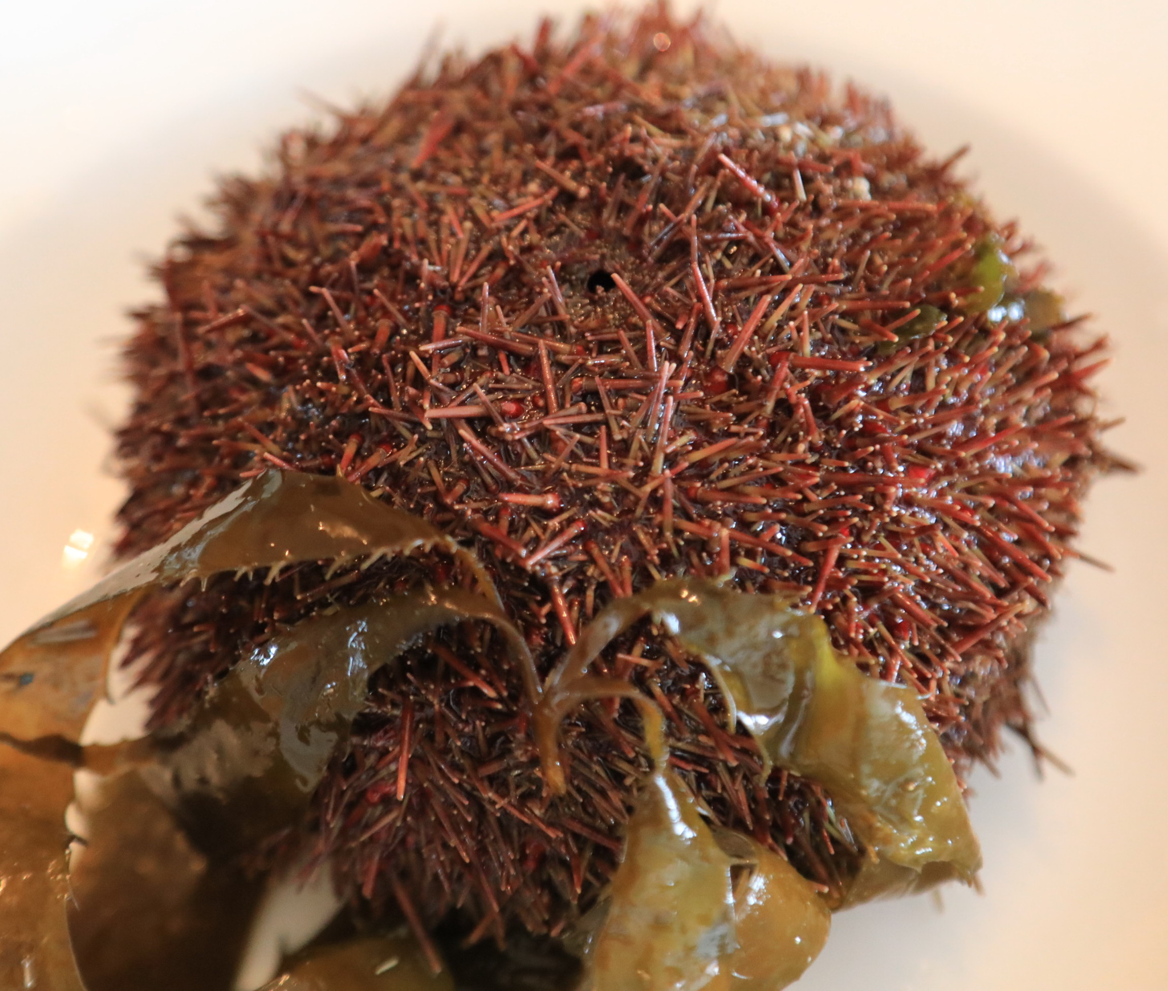 智利的海鲜便宜吗,智利海鲜市场