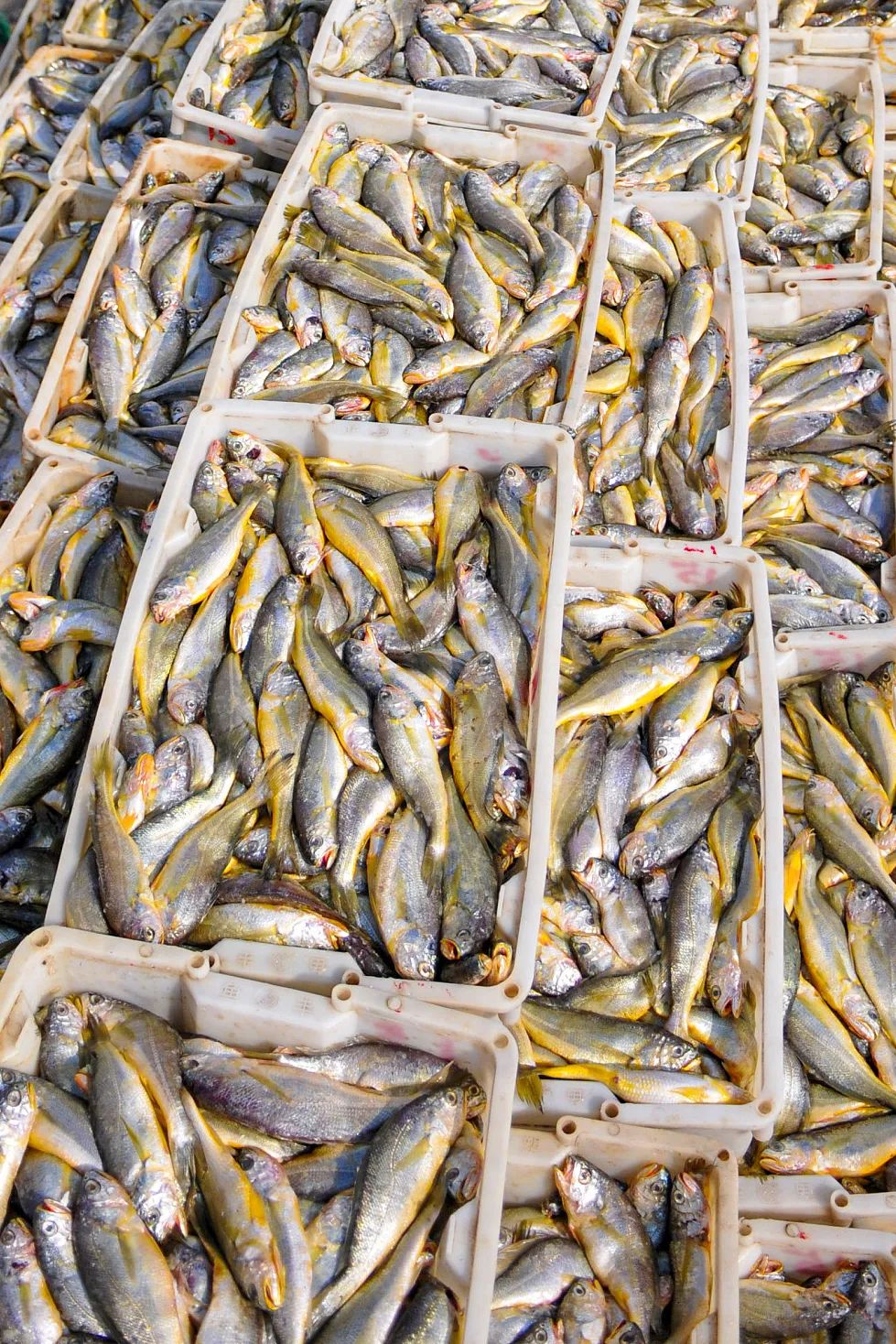 沙蒜冷门小海鲜,望潮最好吃的海鲜