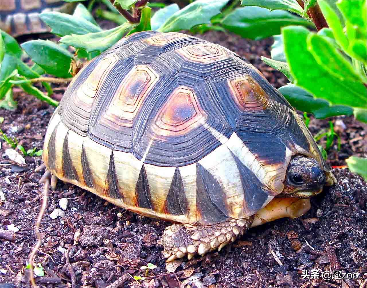 世界上最贵乌龟和最便宜的乌龟,盘点世界上最贵的十大乌龟