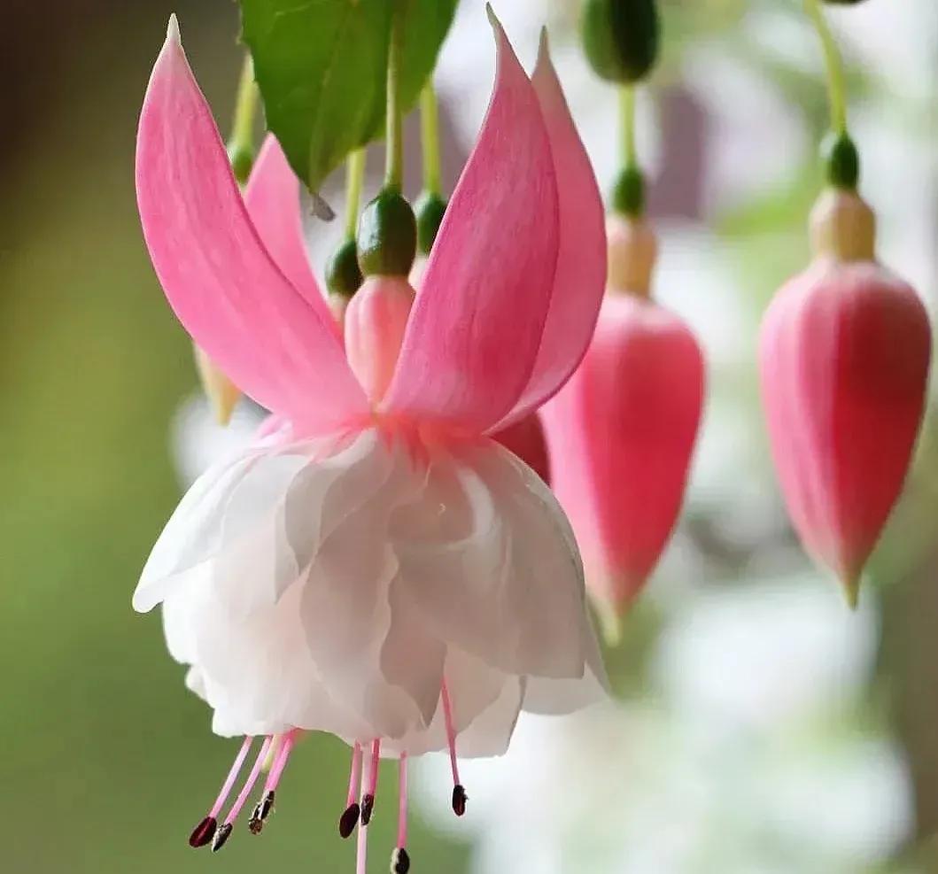 倒挂金钟绝美图片,探照灯倒挂钟