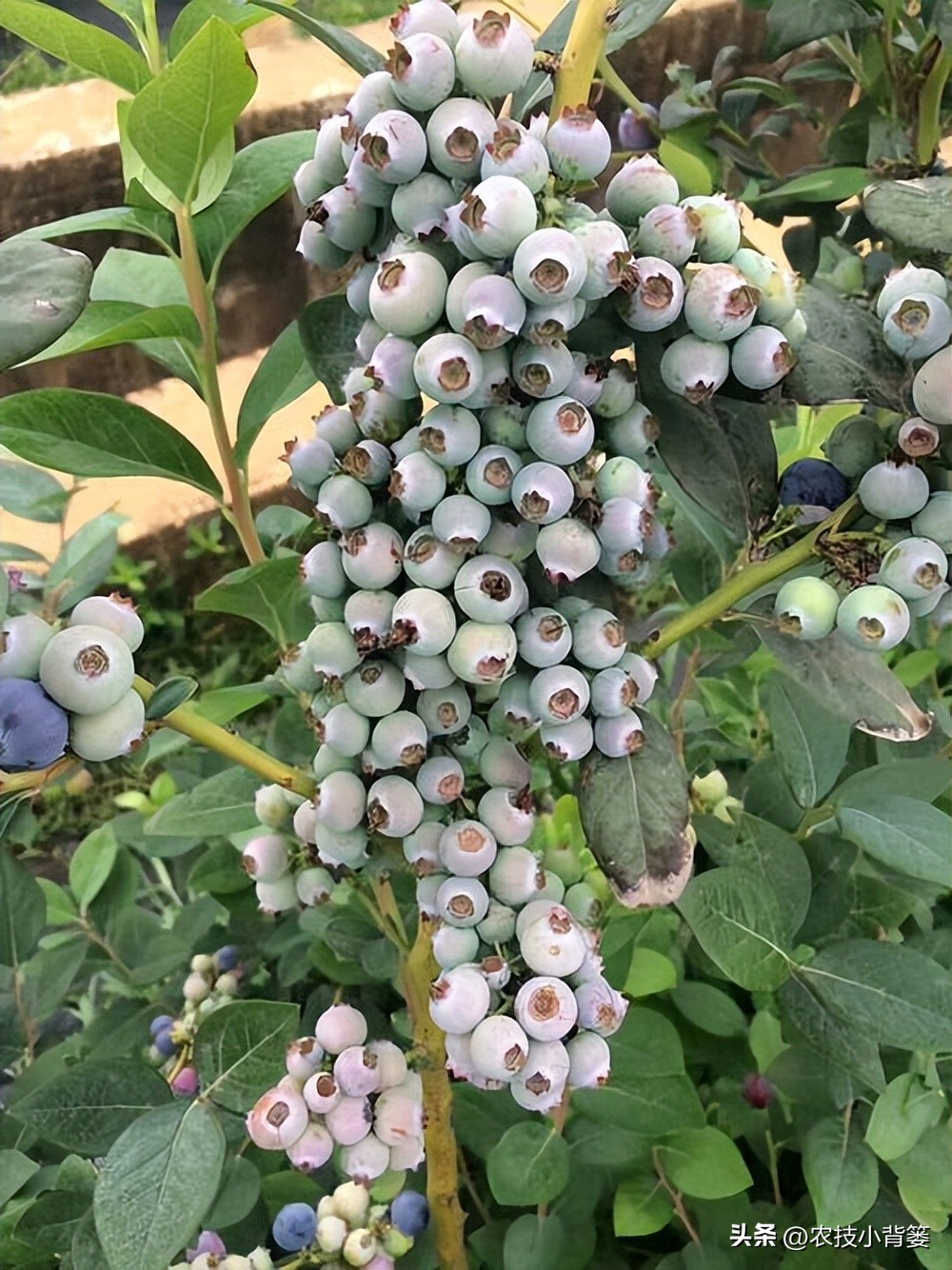 蓝莓栽培实用技术,蓝莓基质栽培水肥应该用多少