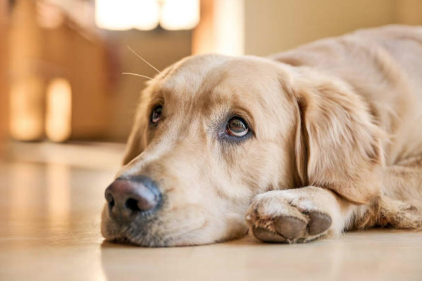 拉布拉多跟金毛对比优点及缺点,拉布拉多犬的优点和缺点300字